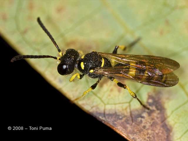 Imenottero siciliano: Cerceris cfr. arenaria